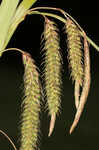 Great smokey mountain sedge